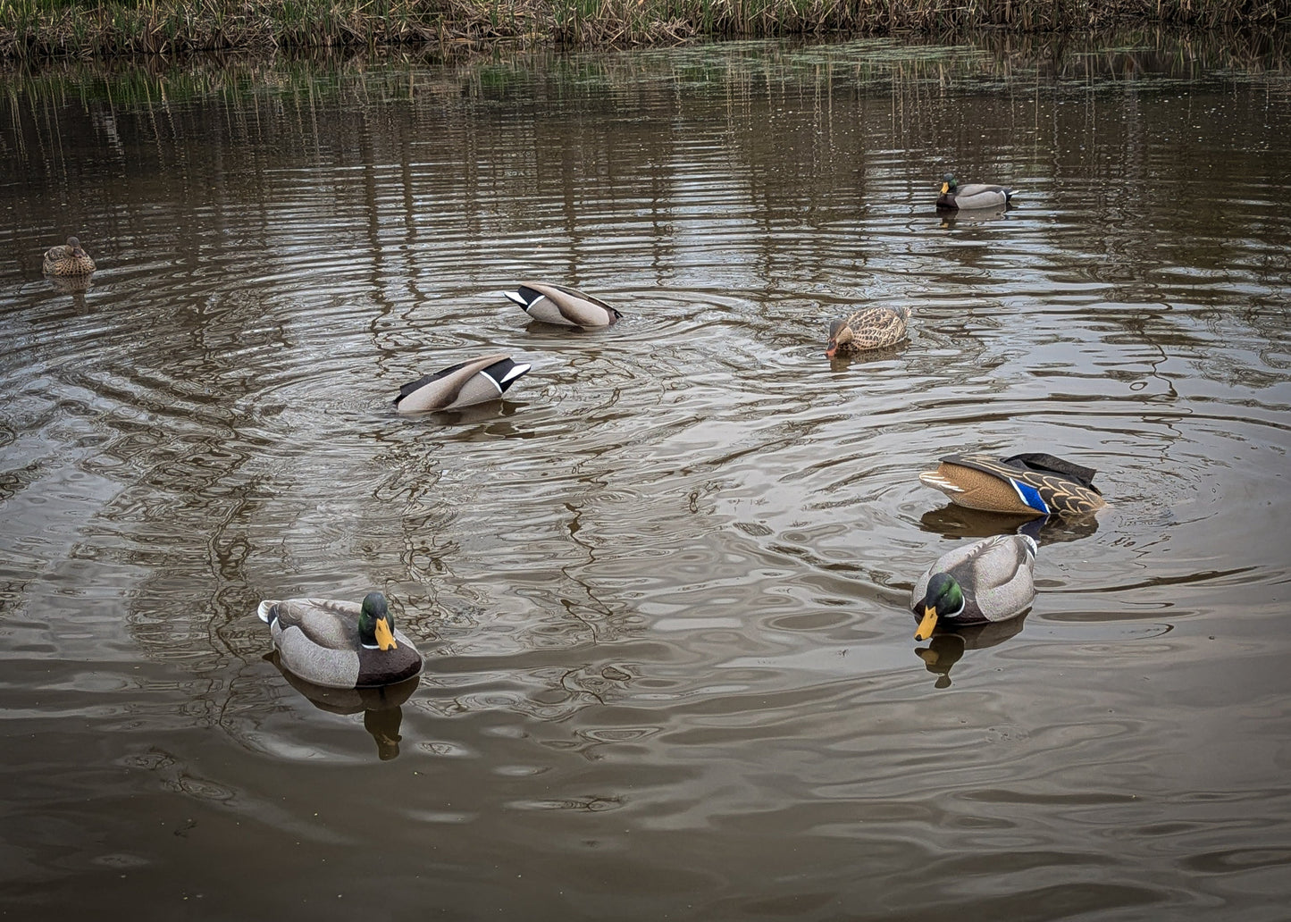 The Duck Club Double