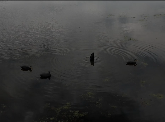 The Flashback | Black Duck