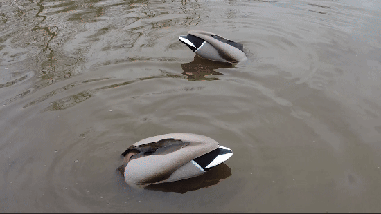 Flashback  - Blemished Drake Mallard