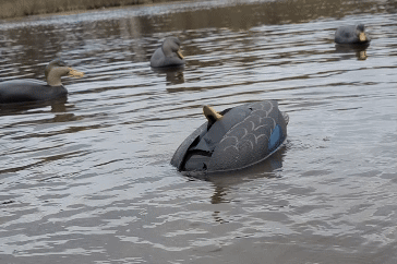 Flashback  - Blemished Black Duck