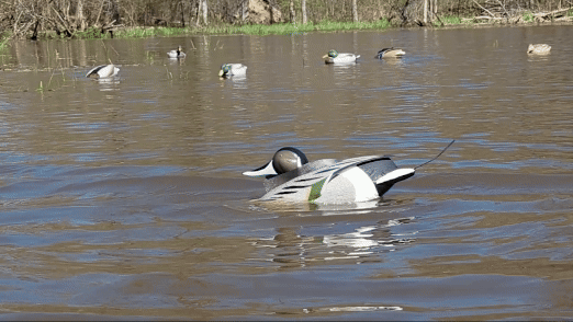 Flashback  - Blemished Drake Pintail