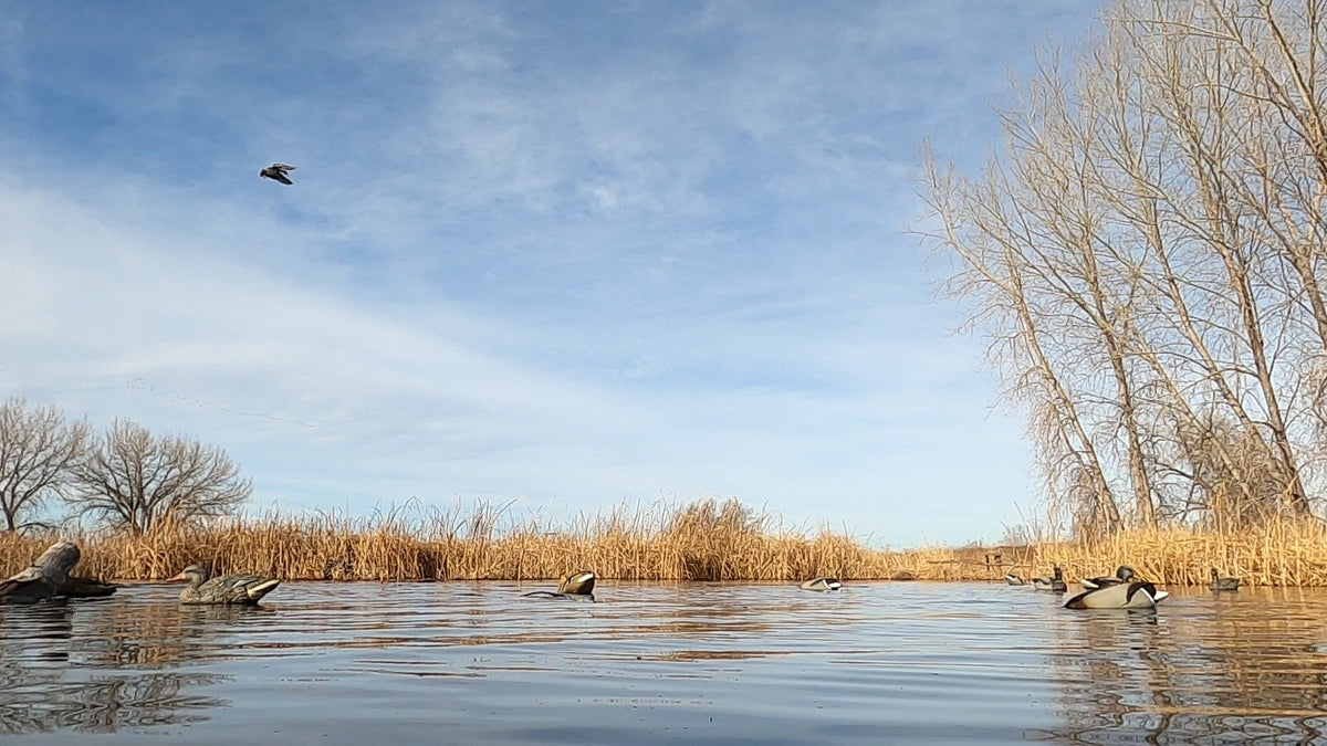 Load video: Real ducks working a spread of Flashbacks, filmed on a GoPro at water level.