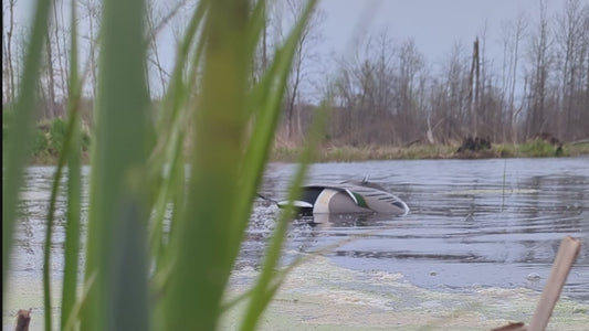 The Flashback | Drake Pintail