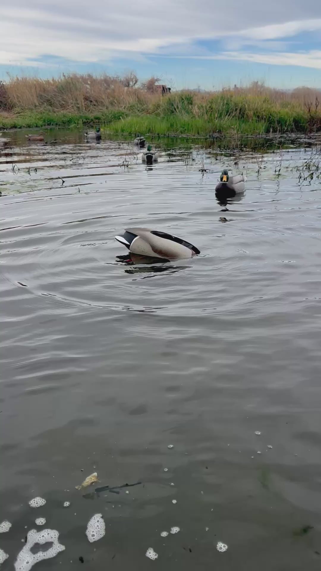 Load video: Flashback motion decoy feeding in a marsh, natural sound, no music