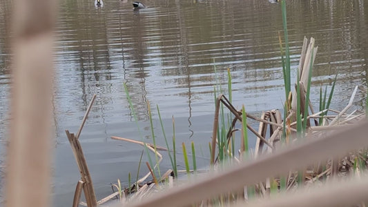 The Flashback | Drake Mallard